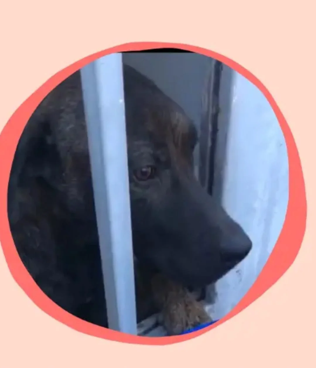 ayuda-para-Betoven-por-maltrato-animal